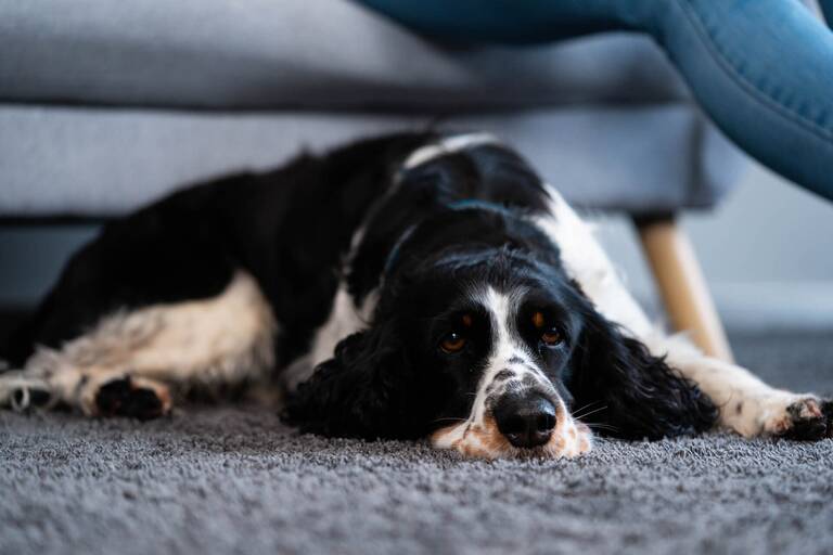 Schwarz weißer Hund liegt ruhig auf dem Teppich