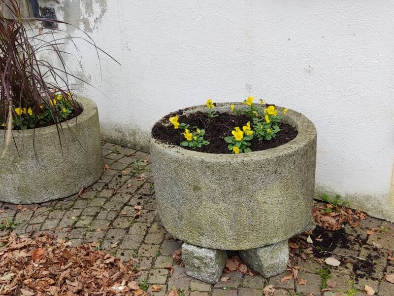 Zwei große Betonpflanzkübel stehen auf einem gepflasterten Weg, wobei der rechte mit gelben Blumen und der linke mit hohen Gräsern bepflanzt ist.